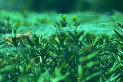 Close-up of grass