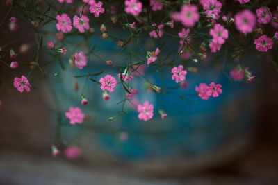 High angle view of pink flowering plants