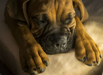 Close-up portrait of dog relaxing