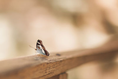 Close-up of butterfly on wood