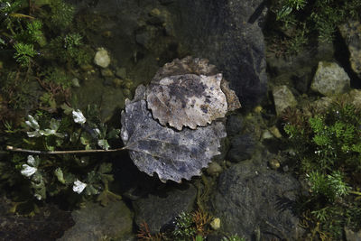 High angle view of moss on rock