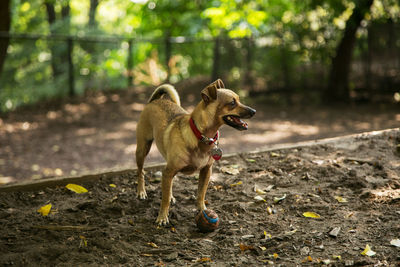 Dog on ground