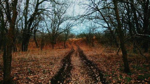 Trees against sky during autumn