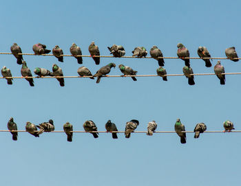 Low angle view of birds perching on cable