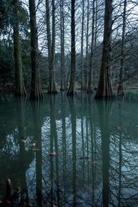 Reflection of trees in lake