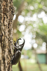 Close-up of beetle perching on tree