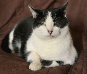 Close-up portrait of cat relaxing on floor at home
