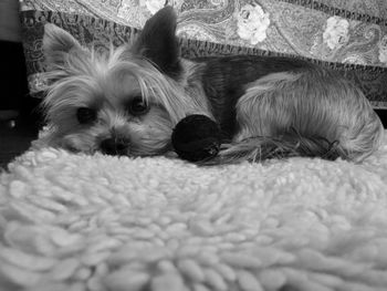 Close-up portrait of dog