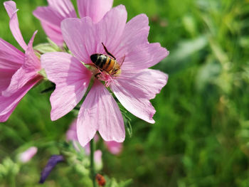 Close-up of bee pollinating on purple flower