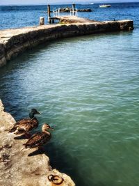 High angle view of birds perching on pier