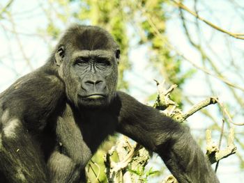 Close-up portrait of a monkey