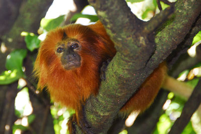 Low angle view of monkey on tree