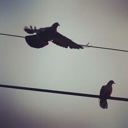 Low angle view of birds perching on tree