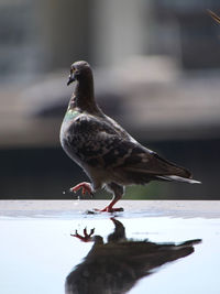 Close-up of bird perching on a table