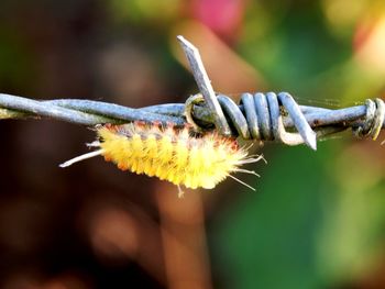 Close-up of insect on plant