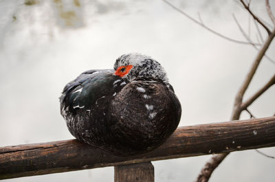 Close-up of bird perching on branch