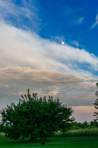 Trees on field against sky at sunset