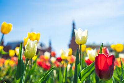 Close-up of yellow tulips on field against sky