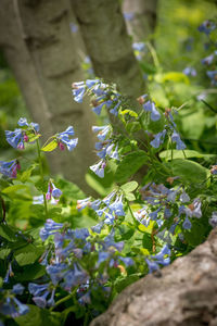 Close-up of purple flowering plant on field