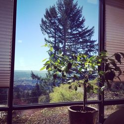 Plants growing on a tree