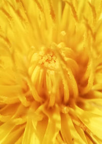 Close-up of yellow flowering plant