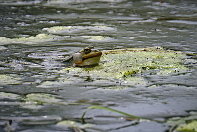 Duck swimming in lake