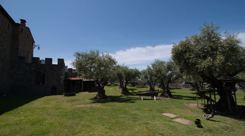Trees on grassy lawn