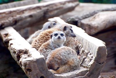 Close-up of meerkat in wooden pipe