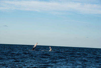 Sailboat in sea against sky