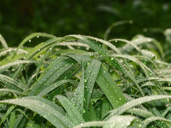 Close-up of wet plant leaves during rainy season