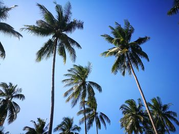 Low angle view of palm trees against blue sky