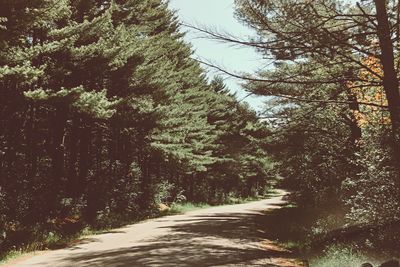 Road amidst trees in forest against sky