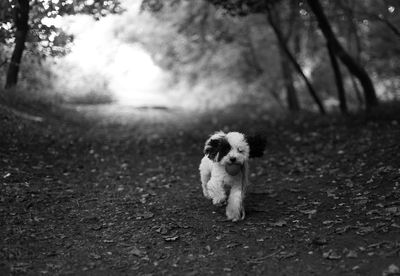 Puppy on tree