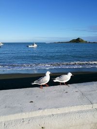 Birds perching on beach against clear sky