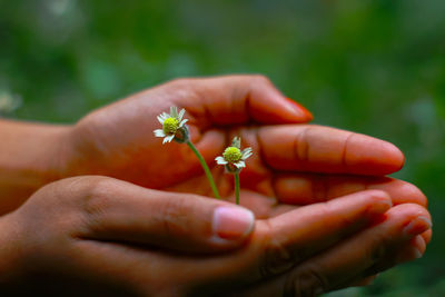 Close-up of hand holding small red flower
