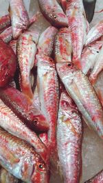 Close-up of seafood for sale in market