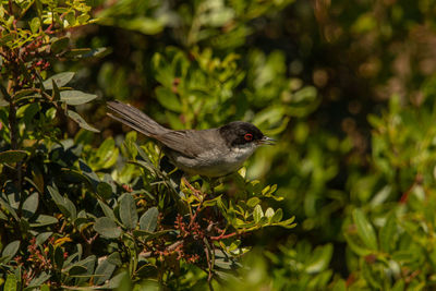 Bird perching on a plant