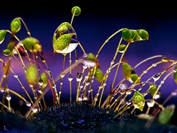 Close-up of flowering plant against blue water