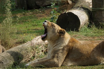 View of lion yawning