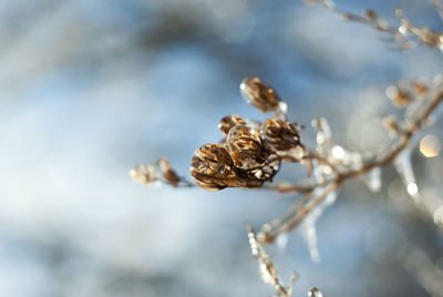 Close-up of dried outdoors