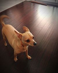 High angle view of puppy on hardwood floor at home