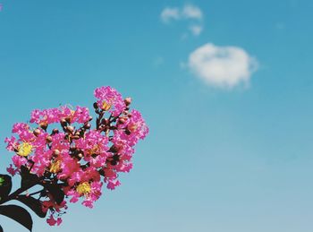 Close-up of pink cherry blossom against blue sky