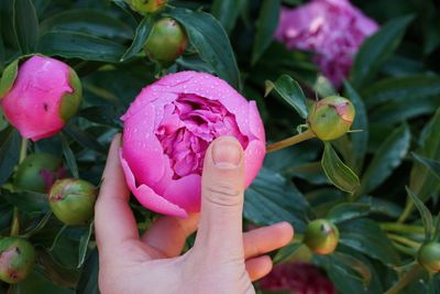 Close-up of hand holding pink roses