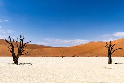 Dead trees on sand against blue sky