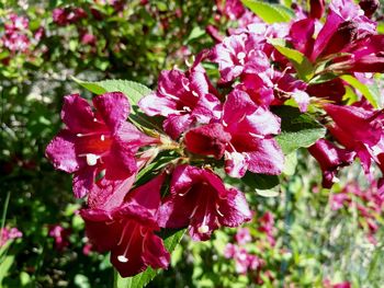 Close-up of pink flowering plant