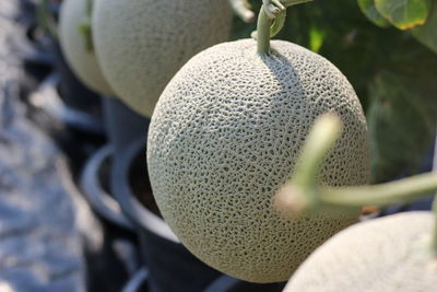 Close-up of white hat