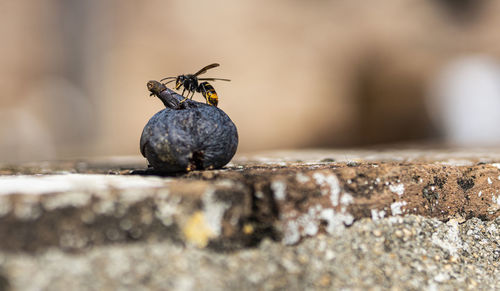 Close-up of insect 