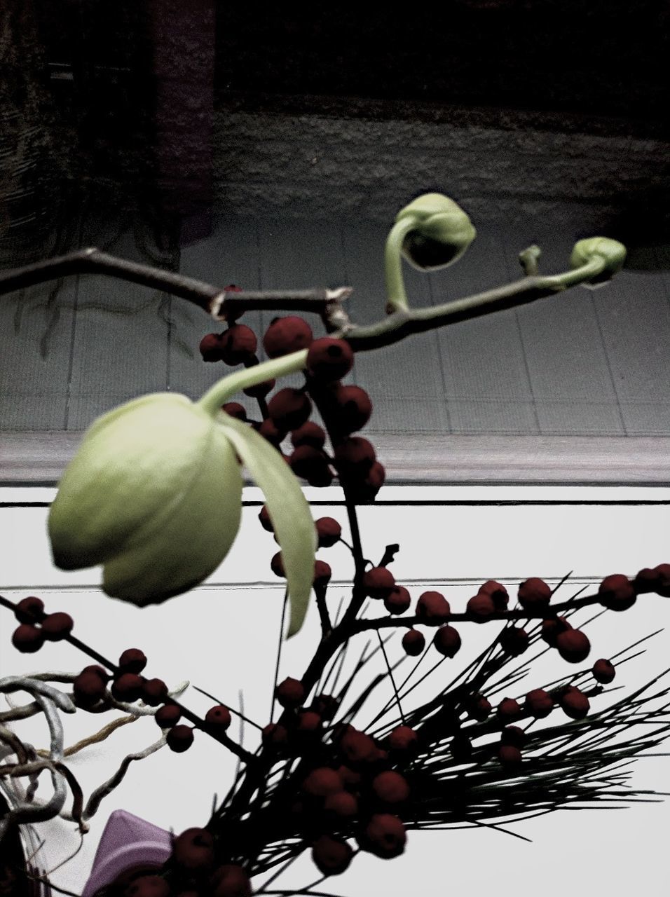 freshness, fruit, flower, low angle view, growth, hanging, stem, close-up, branch, focus on foreground, nature, food and drink, no people, bud, outdoors, leaf, food, day, sky, plant