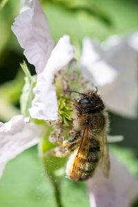 bee