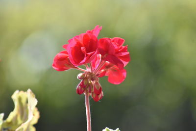 Close-up of pink rose flower
